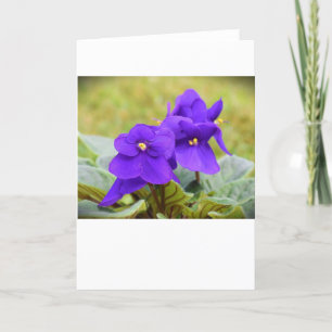 Violet, card