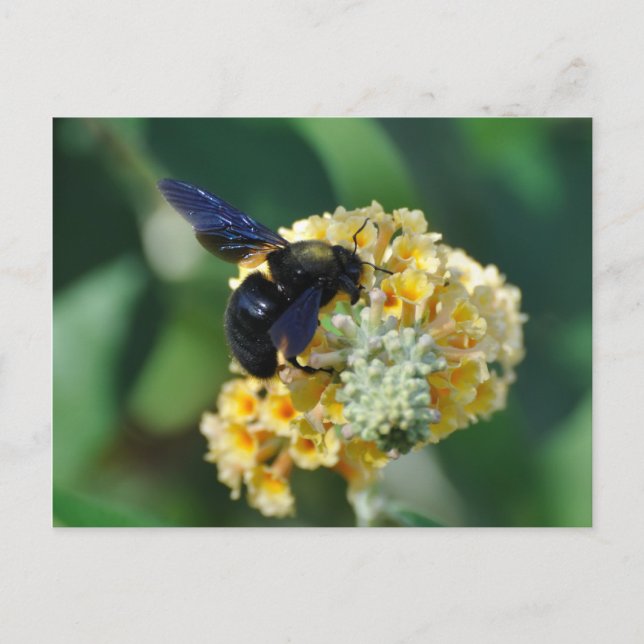 Violet carpenter bee postcard (Front)
