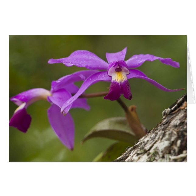 Violet Cattleya Orchid Cattleya violacea) (Front Horizontal)