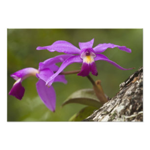 Violet Cattleya Orchid Cattleya violacea) Photo Print
