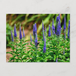 Violet colour blazing star flowers postcard