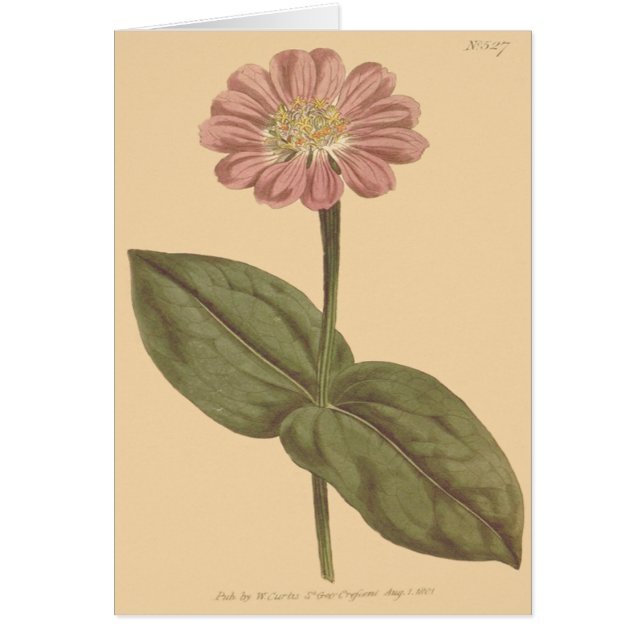 Violet Coloured Zinnia Illustration (Front)