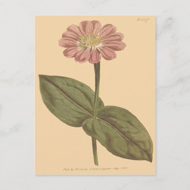 Violet Coloured Zinnia Illustration Postcard (Front)