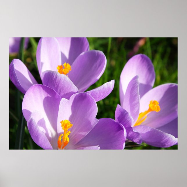 Violet crocus - Poster (Front)
