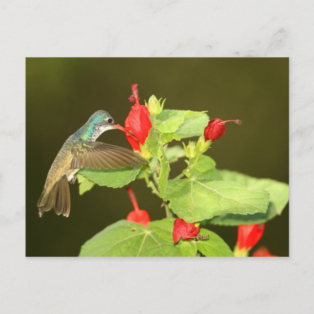 Violet-crowned x Broad-billed hybrid hummingbird Postcard (Front)