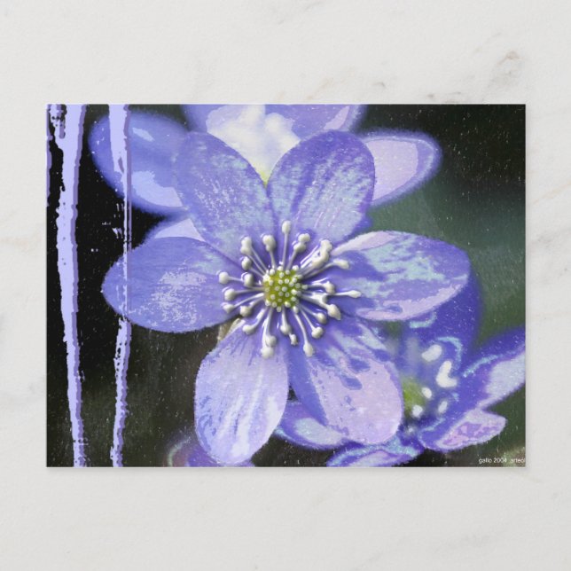 Violet Dreams Postcard (Front)