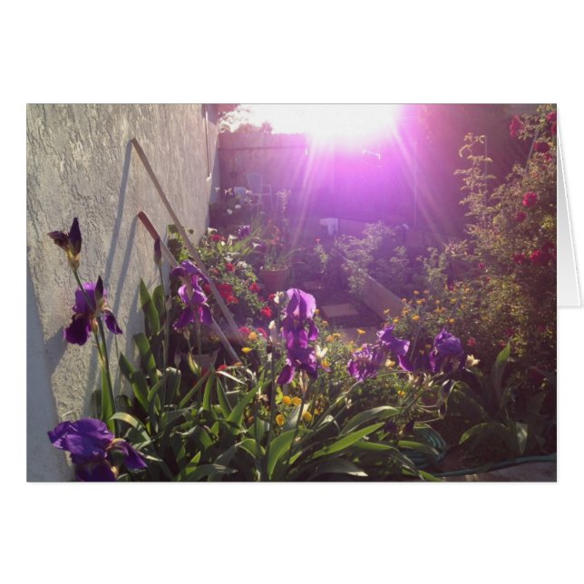 Violet Fire by Harmony (Front Horizontal)