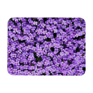 Violet Flowers Magnet
