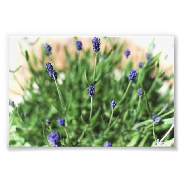 Violet Flowers - Photo Print (Front)