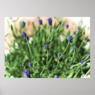 Violet Flowers - Poster