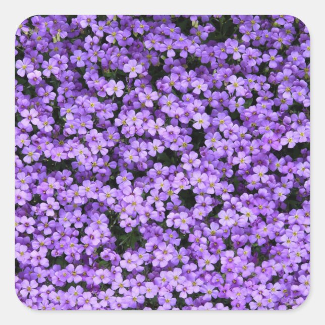 Violet Flowers Square Sticker (Front)