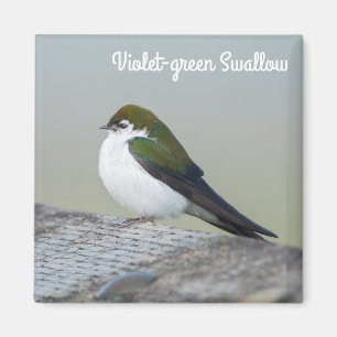 Violet Green Swallow Magnet