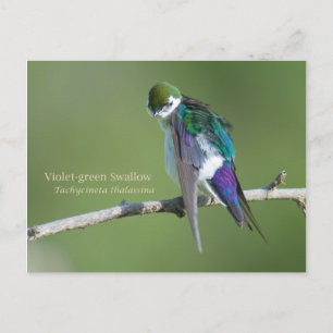 Violet-green Swallow Postcard