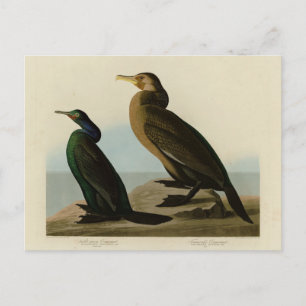 Violet-green & Townsend's Cormorant, Audubon Birds Postcard