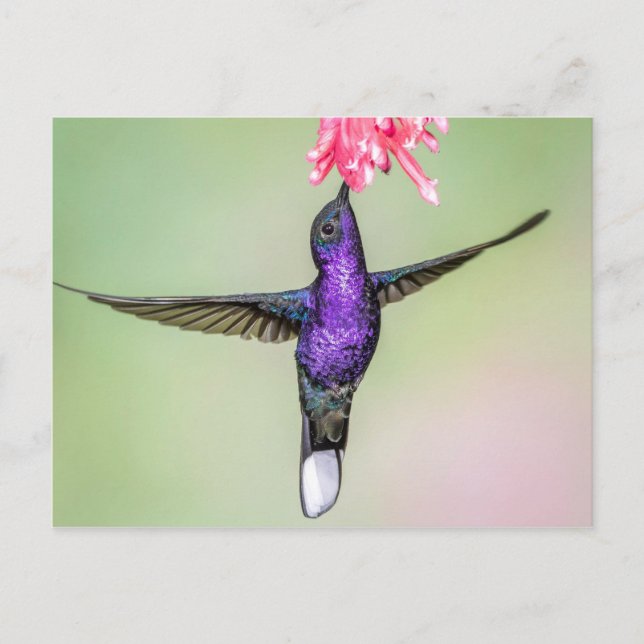 Violet Hummingbird in Flight Postcard (Front)