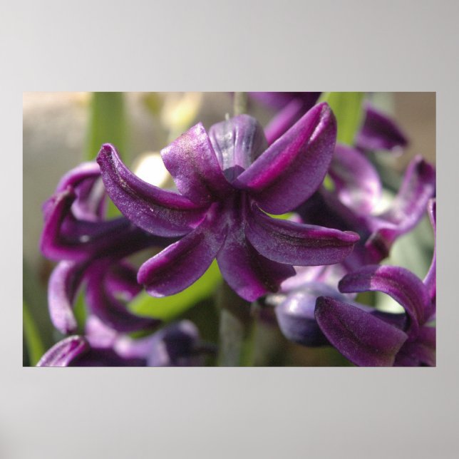 Violet Hyacinths Poster (Front)
