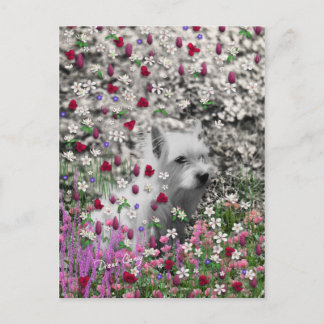 Violet in Flowers – White Westie Dog Postcard