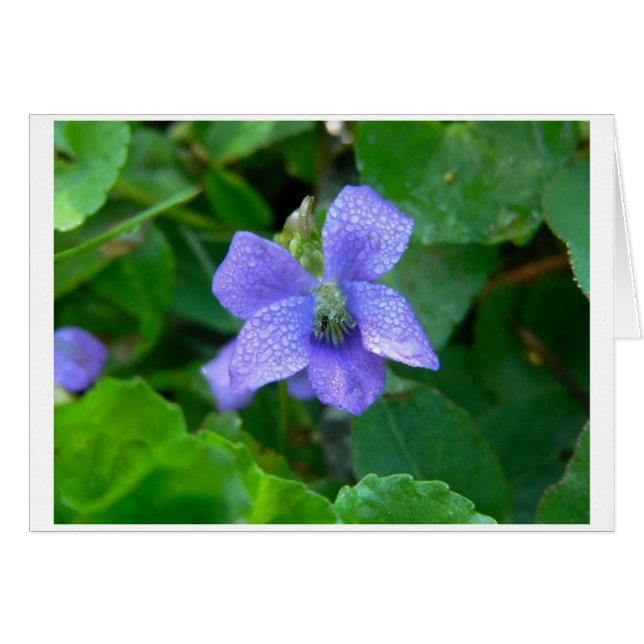 Violet in the Rain (Front Horizontal)