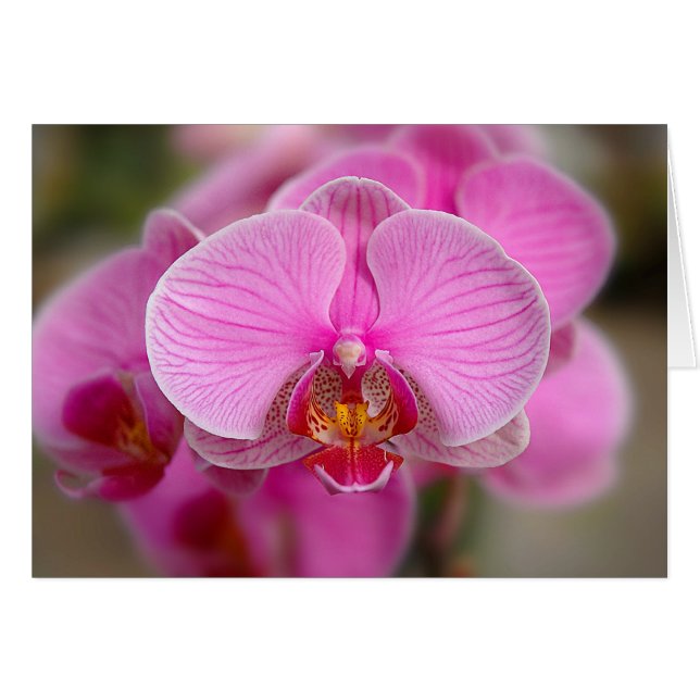 Violet Orchids (Front Horizontal)