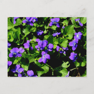 Violet Postcard