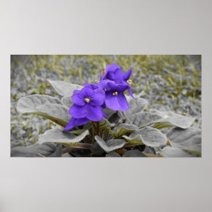 Violet, Poster