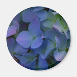 Violet purple hydrangeas magnet