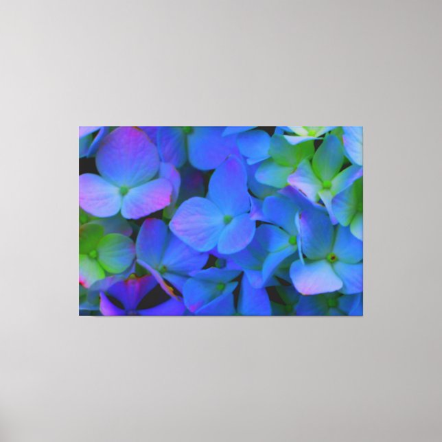 Violet purple pink blue Blue Hydrangeas flowers Canvas Print (Front)
