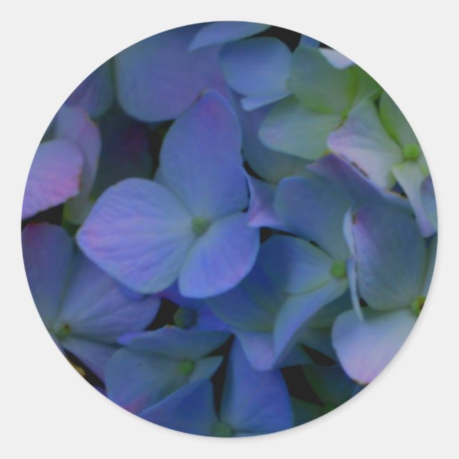 Violet purple pink blue hydrangeas flower floral classic round sticker (Front)