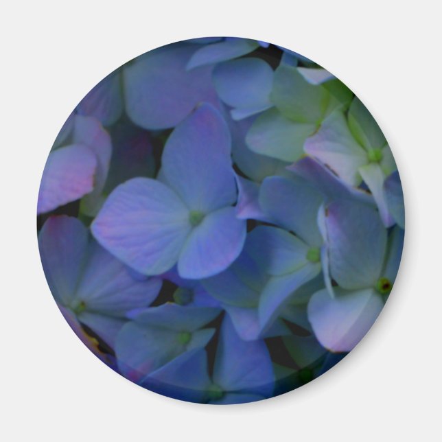 Violet purple pink blue hydrangeas flower floral magnet (Front)