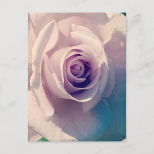 Violet Rose Holiday Postcard