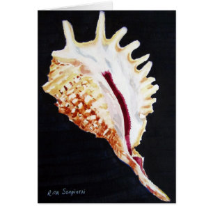 Violet Spider conch