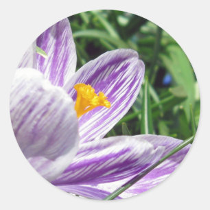 Violet Spring Crocus Classic Round Sticker