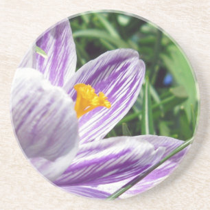 Violet Spring Crocus Coaster