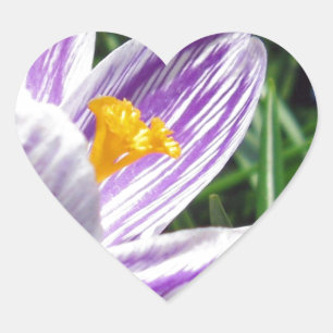 Violet Spring Crocus Heart Sticker