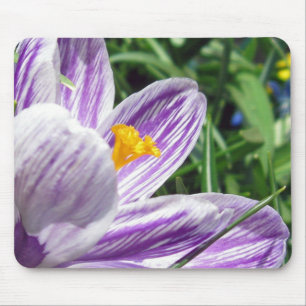 Violet Spring Crocus Mouse Pad