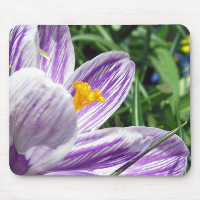 Violet Spring Crocus Mouse Pad (Front)
