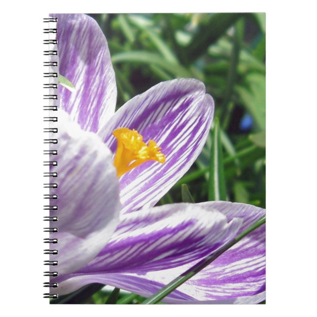 Violet Spring Crocus Notebook (Front)