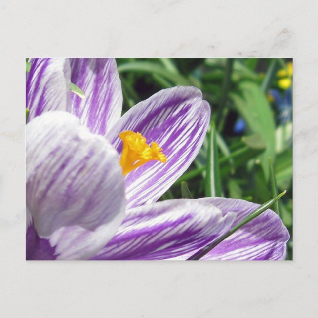 Violet spring crocus postcard (Front)