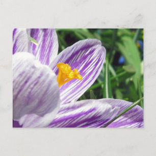 Violet Spring Crocus Postcard