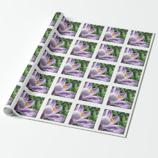 Violet spring crocus wrapping paper