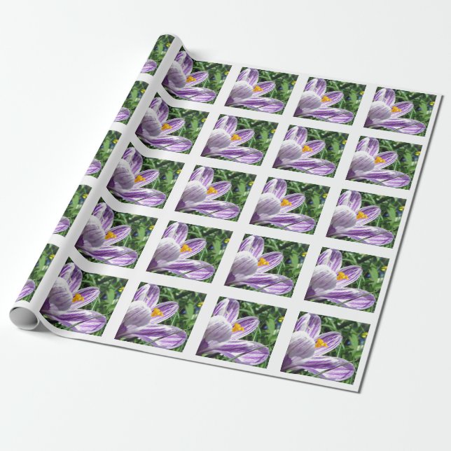Violet spring crocus wrapping paper (Unrolled)