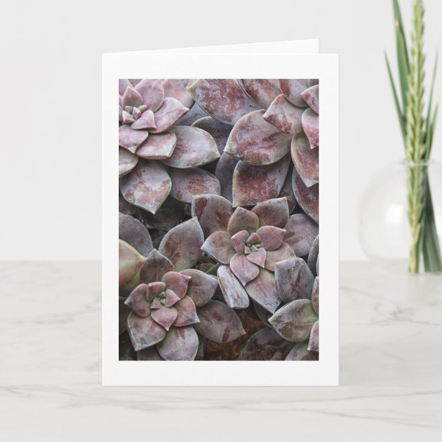Violet succulent delight card (Front)