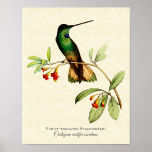 Violet-throated Starfrontlet Hummingbird Art Print