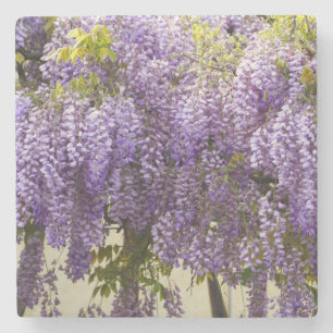 Violet Wisteria Flowers Stone Coaster