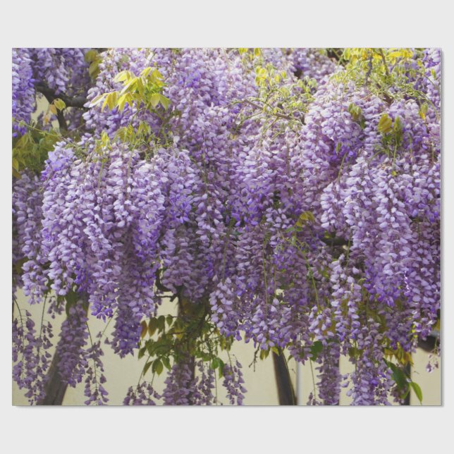 Violet Wisteria Wrapping Paper (Flat)
