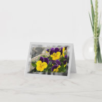Violet yellow pansies