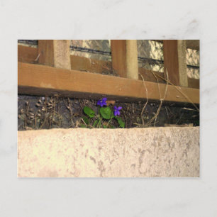 Violets postcard