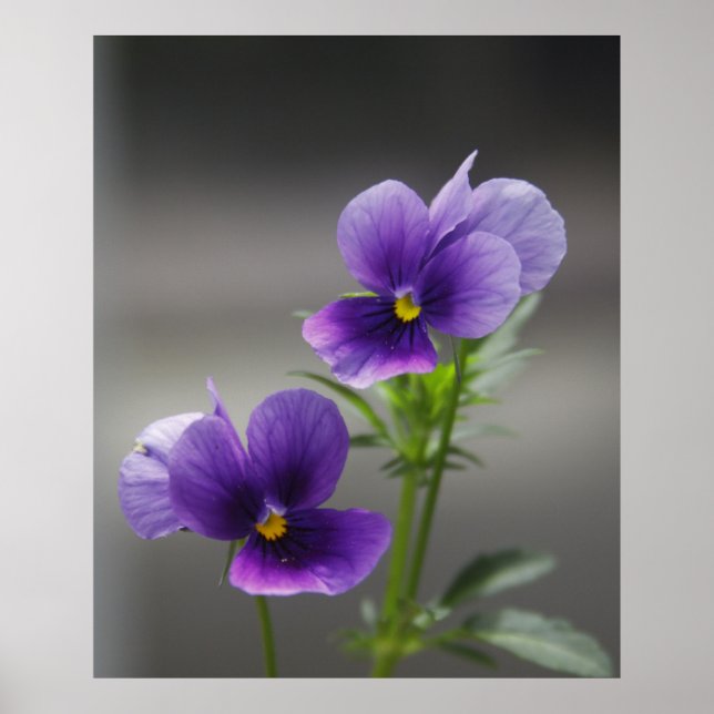 Violets Poster (Front)