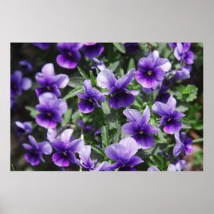 Violets Poster