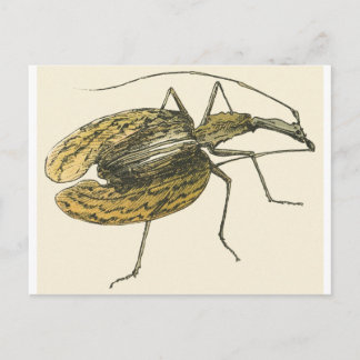 Violin Beetle Postcard